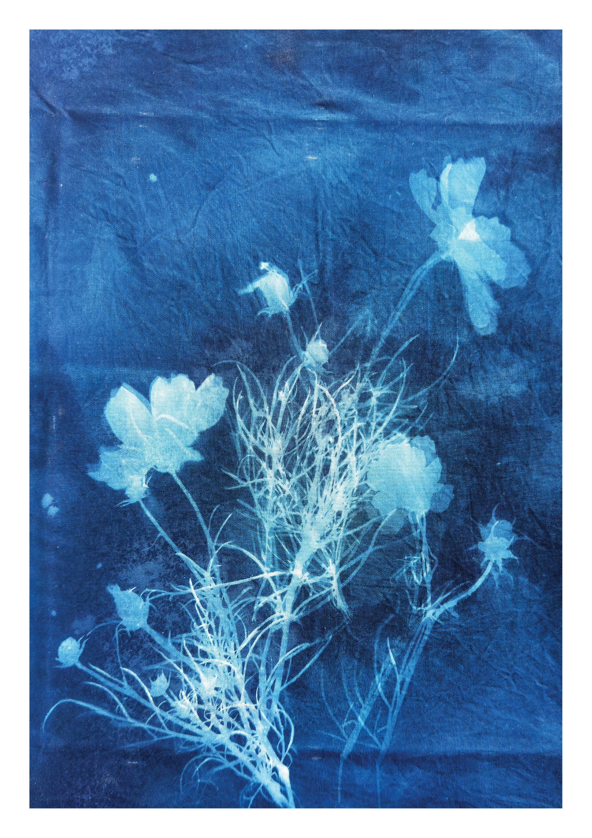 Cosmos Flower Cyanotype Print